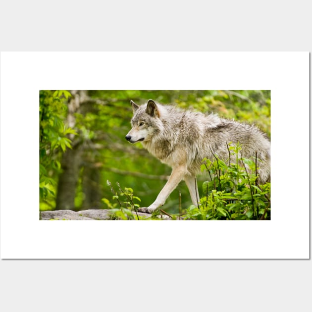 Timber Wolf Wall Art by jaydee1400